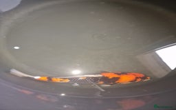 Koi Carp fish for sale: Koi for sale - Image 7