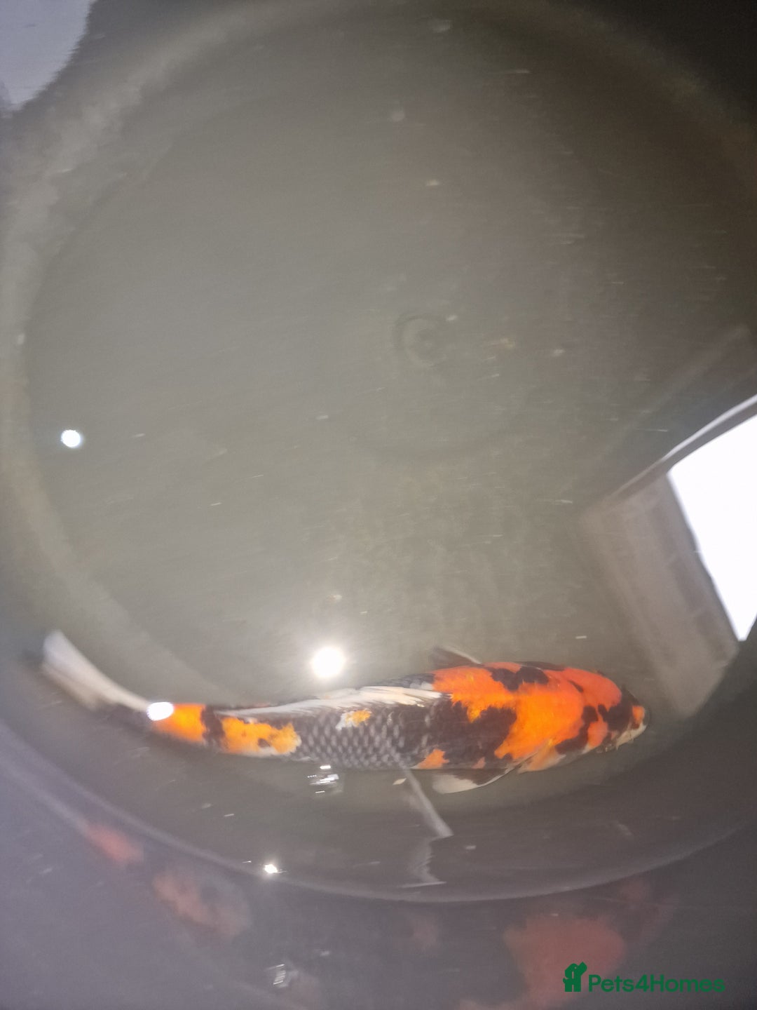 Koi Carp fish for sale: Koi for sale - Image 7