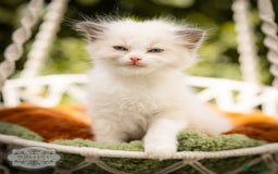 Ragdoll cats for sale: Ragdoll Bicolor Kitten Girl TICA REDUCED!!! - Image 3