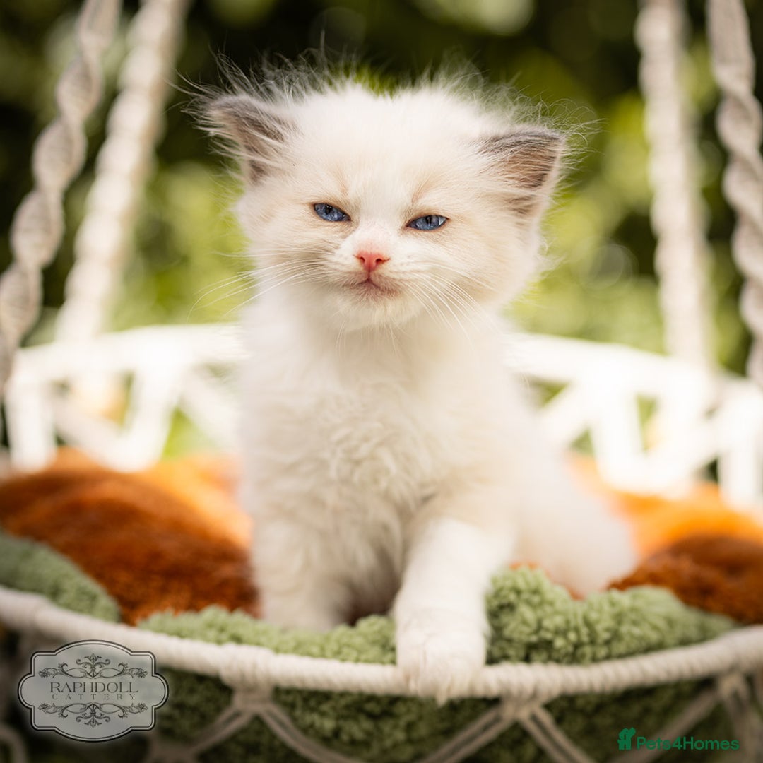 Ragdoll cats for sale: Ragdoll Bicolor Kitten Girl TICA REDUCED!!! - Image 3