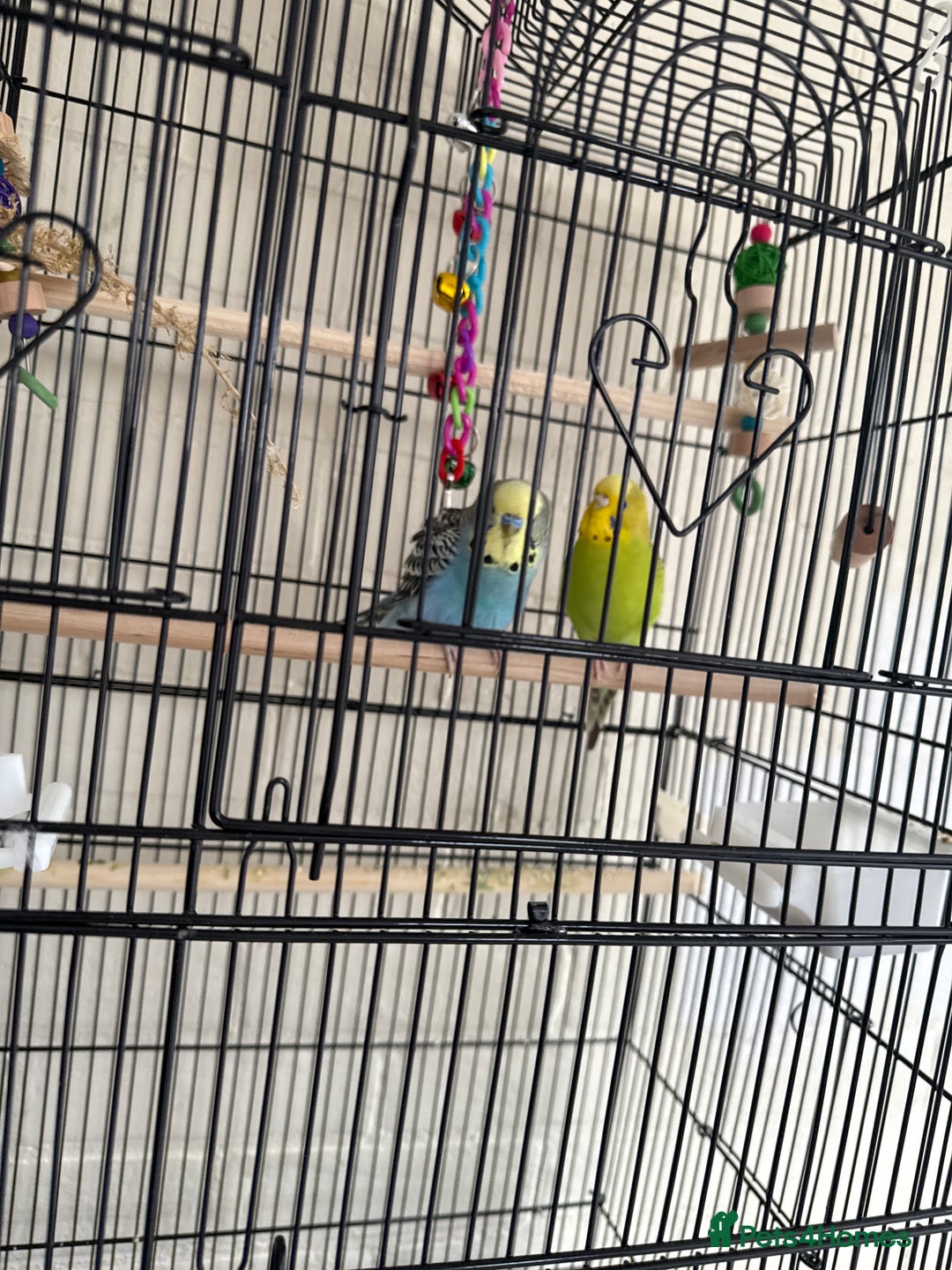 Lovebirds birds for sale: Pair of Buggies  - Image 2