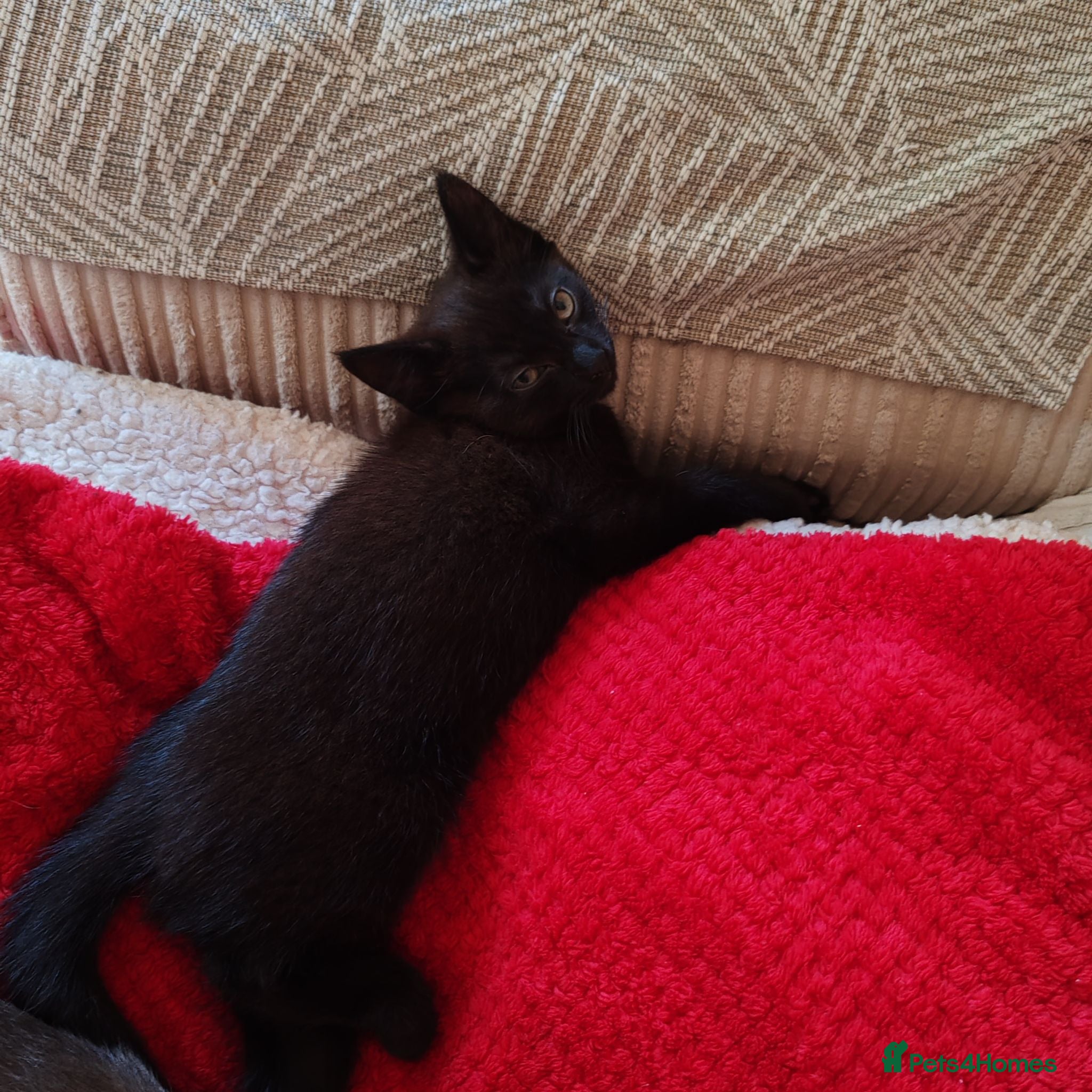 Mixed Breed cats Black boy kitten  - Advert 14