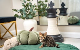 Bengal cats for sale: TICA-Certified Bengal Kittens, Show Quality - Image 31