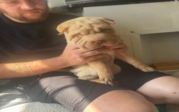 Shar Pei dogs for sale: 2 boys left full shar pei - Image 7