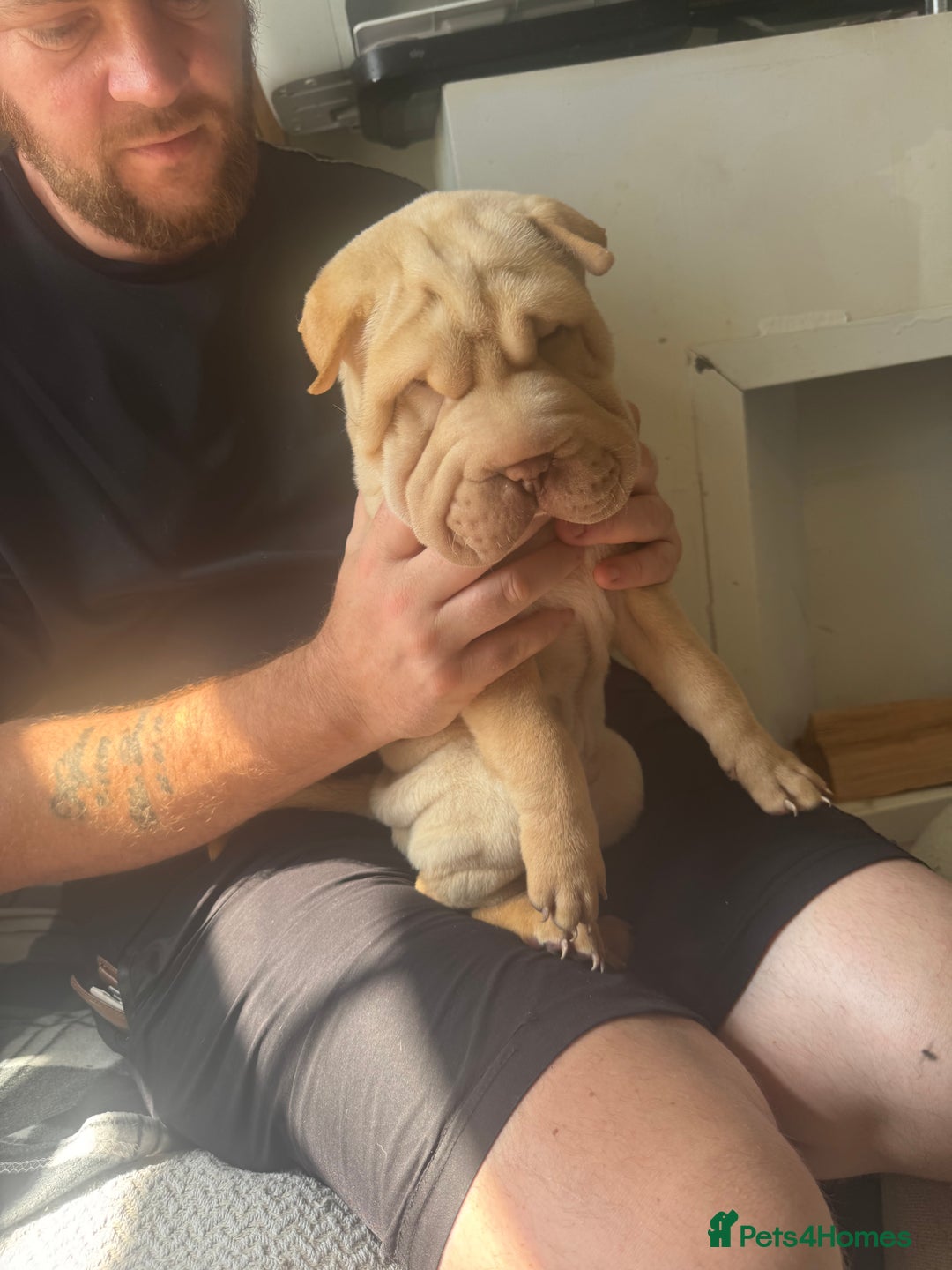 Shar Pei dogs for sale: 2 boys left full shar pei - Image 7