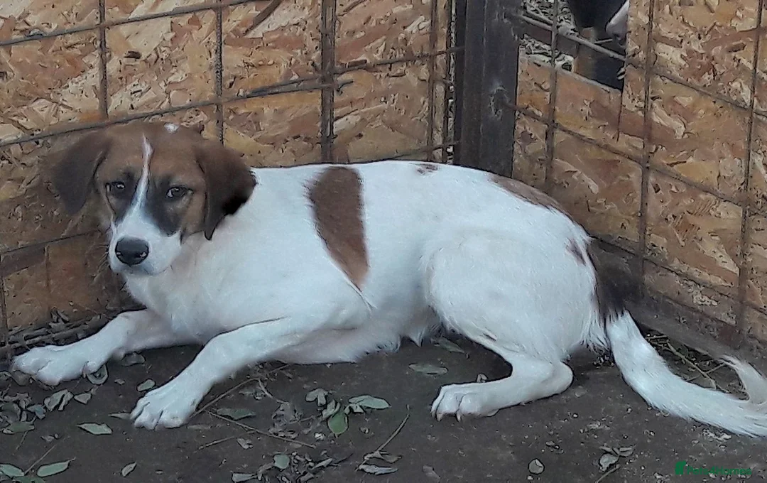 Mixed Breed dogs for adoption: Bonded Trio Seeking Sanctuary 🐾 - Advert 8