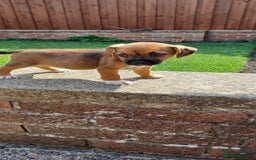 Border Terrier dogs for sale: Boarder terrier x Jack Russell girl pup - Image 6