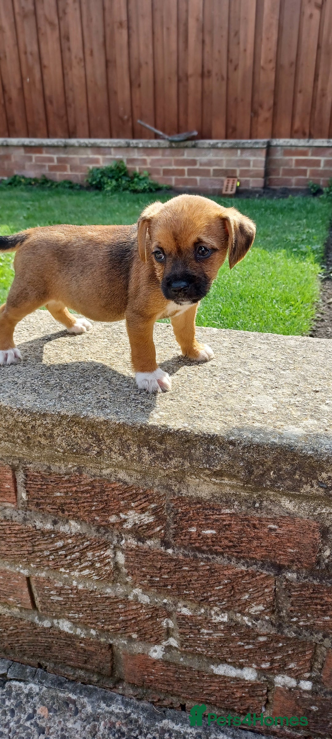 Border Terrier dogs for sale: Boarder terrier x Jack Russell girl pup - Image 6