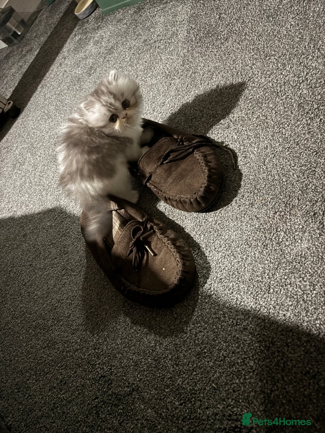 Persian cats for sale: Persian chinchilla kitten  - Image 23