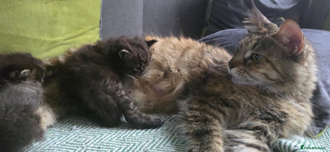 Maine Coon cats for sale: Maine Coon Kittens Booking  - Advert 9