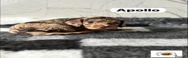 Apollo