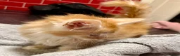 Mixed Breed cats for sale: Bengal x Maine coon kittens - Advert 4