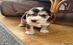 Cocker Spaniel dogs for sale: Beautiful sable puppies - Image 11