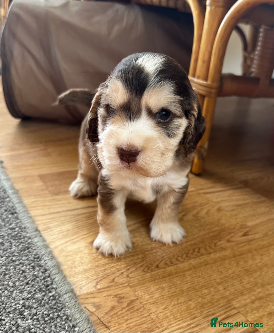 Cocker Spaniel dogs for sale: Beautiful sable puppies - Image 11