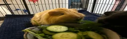 Guinea Pig rodents for sale: Two male Guinea pig brothers  - Advert 3