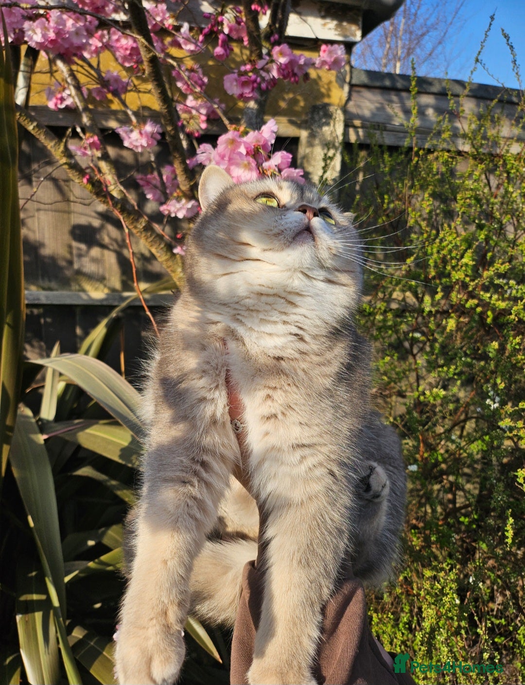 British Shorthair cats for sale: Lilac girl neutered  - Image 3