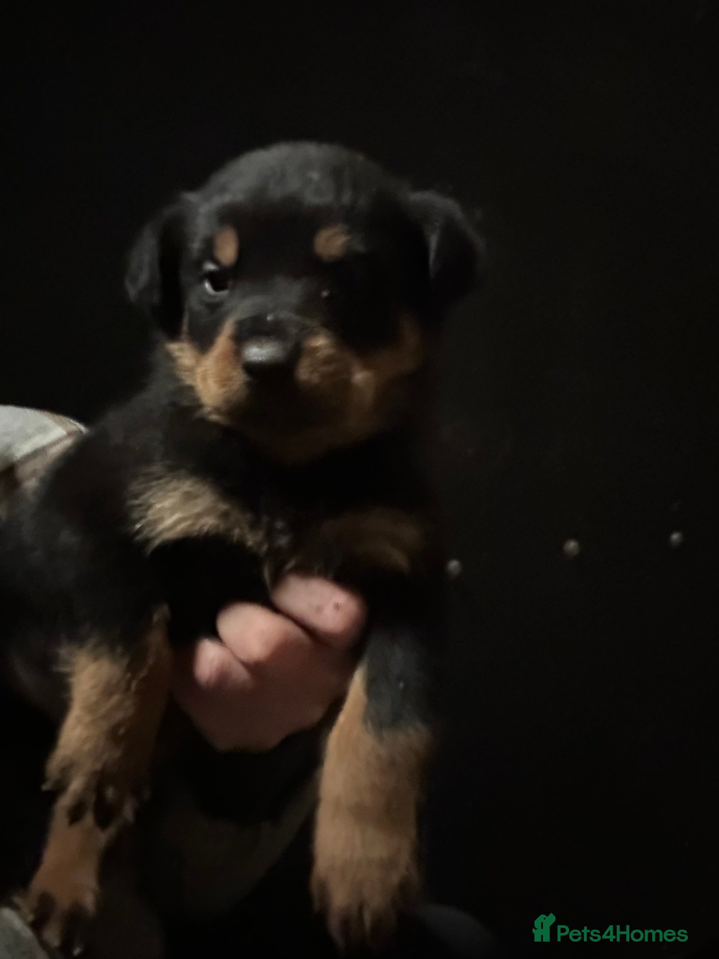 Rottweiler dogs Kc reg Rottweiler champion line pups. Ready 17 dec - Advert 11