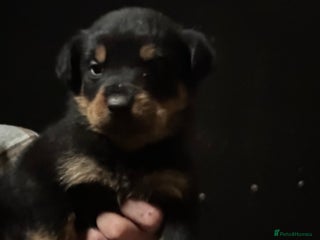 Rottweiler dogs Kc reg Rottweiler champion line pups. Ready 17 dec - Advert 7