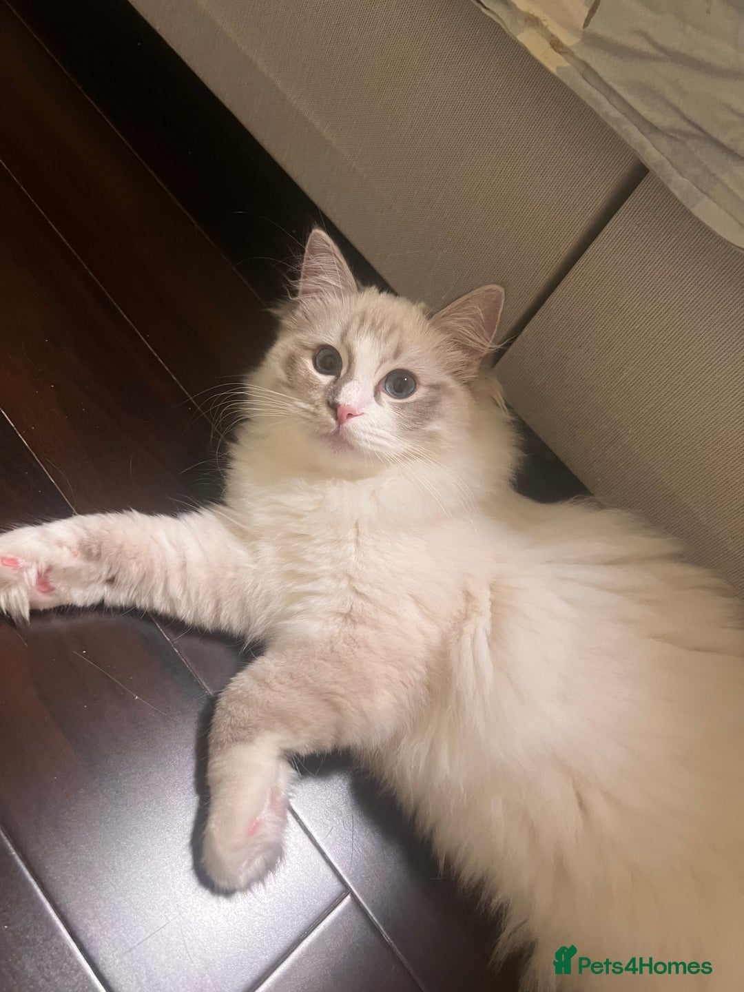 Ragdoll cats for sale: Pure breed ragdoll - Advert 5