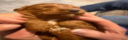 Cockapoo dogs for sale: 2 cockapoo  - Advert 5