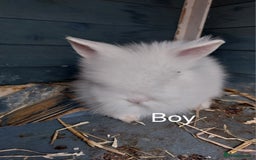 Lionhead rabbits for sale: Lion lop  - Image 2