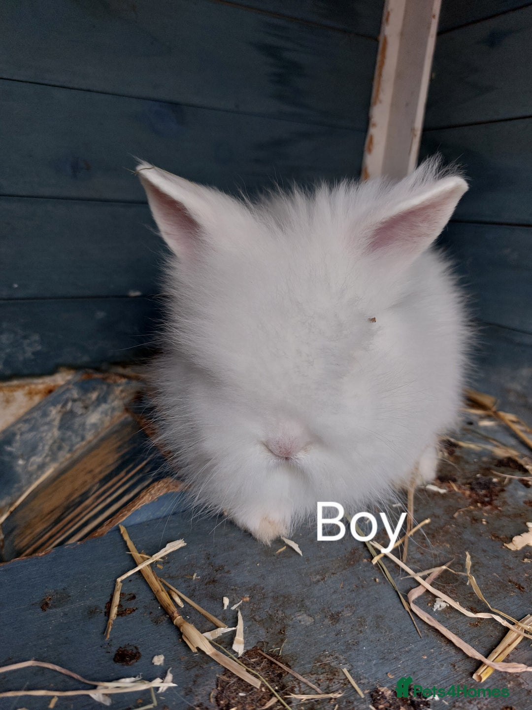 Lionhead rabbits for sale: Lion lop  - Image 2