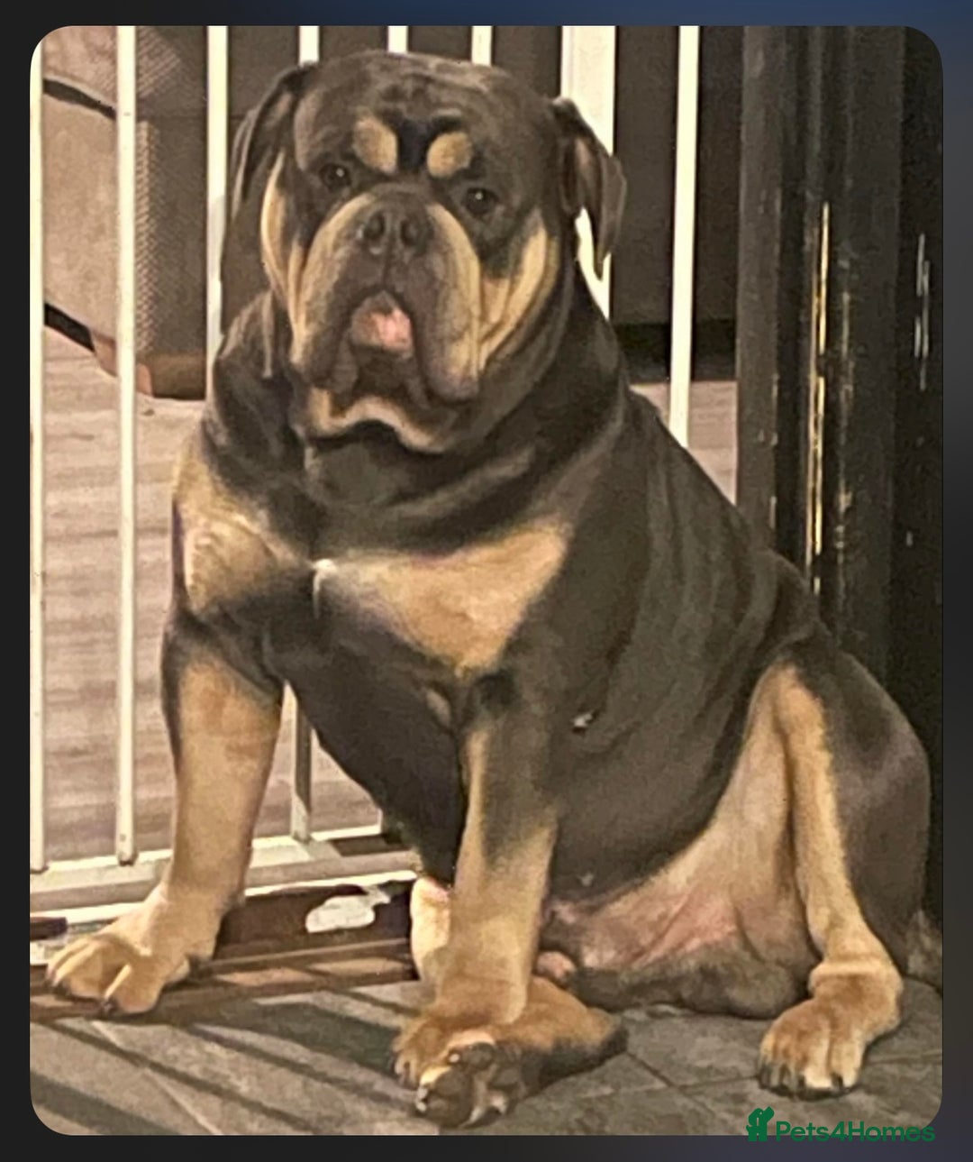 Dorset Olde Tyme Bulldogge dogs for stud: Proven LH fluffy carrier in Portsmouth - Image 12