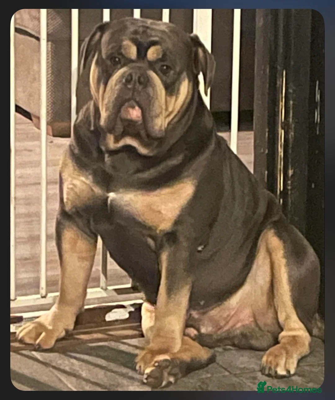 Dorset Olde Tyme Bulldogge dogs for stud: Proven LH fluffy carrier - Advert 14