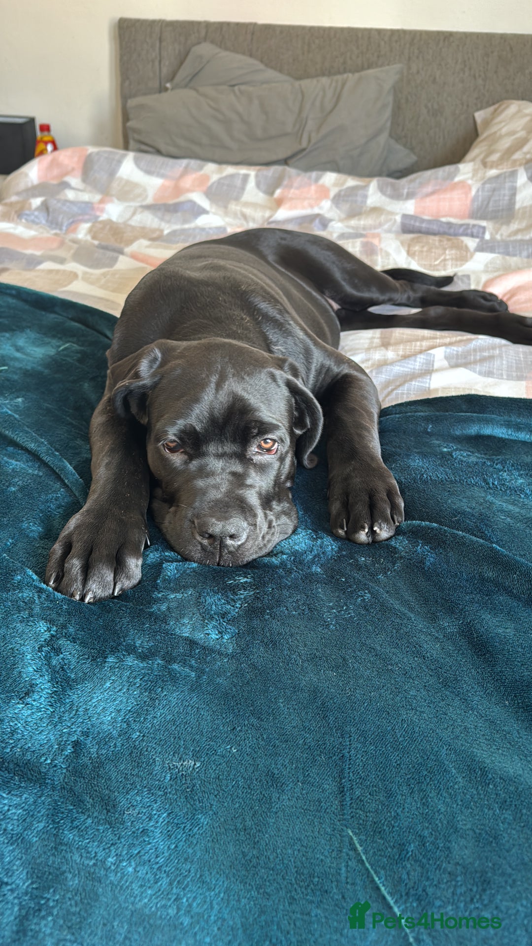 Cane Corso dogs for sale: 1.5 year old cane corso  - Advert 7