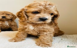 Cockapoo dogs for sale: Toy Yankee doodles American cockapoo - Image 2