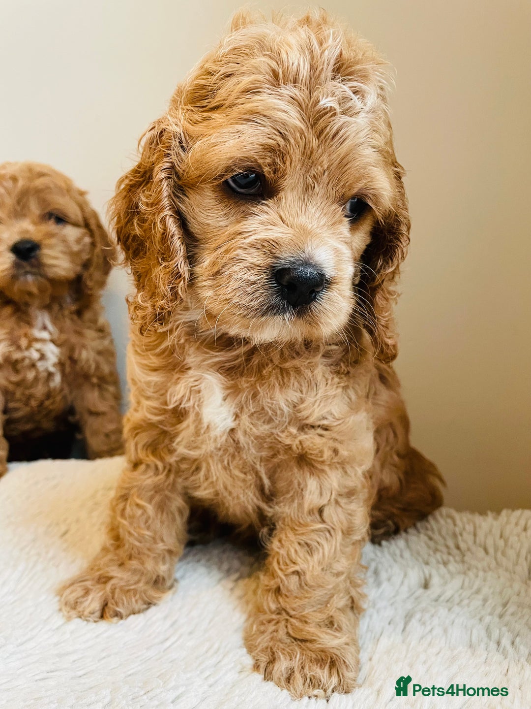 Cockapoo dogs for sale: Toy Yankee doodles American cockapoo - Image 2