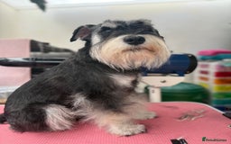 Miniature Schnauzer dogs for stud: Black and silver Miniature Schnauzer stud in Portsmouth - Image 4