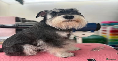 Miniature Schnauzer dogs in Portsmouth - Advert 6