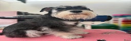 Miniature Schnauzer dogs for stud: Black and silver Miniature Schnauzer stud in Portsmouth - Advert 4