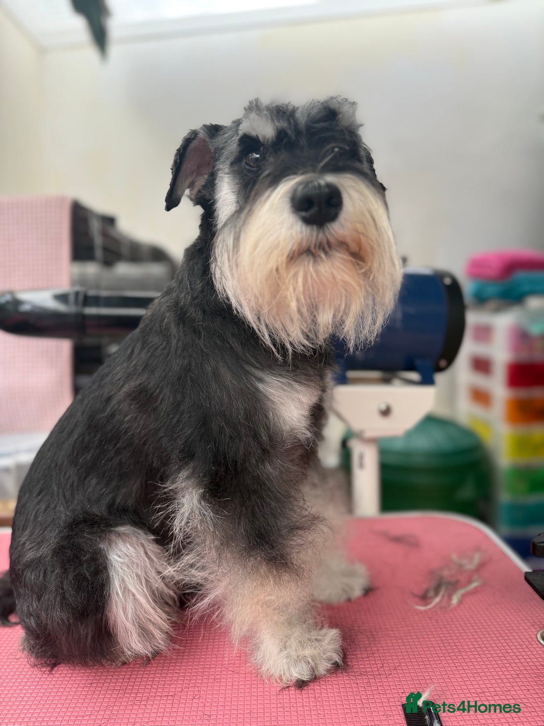 Miniature Schnauzer dogs for stud: Black and silver Miniature Schnauzer stud in Portsmouth - Image 4