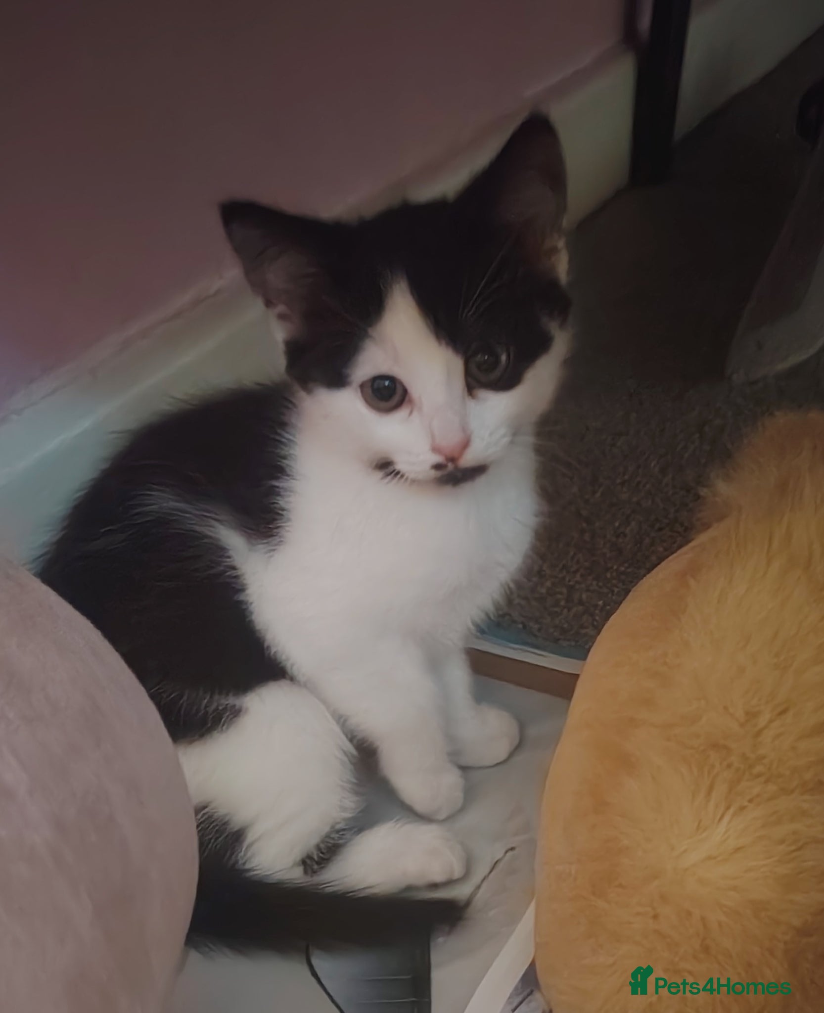 Mixed Breed cats Last female kitten remaining. Ready to go now - Advert 18