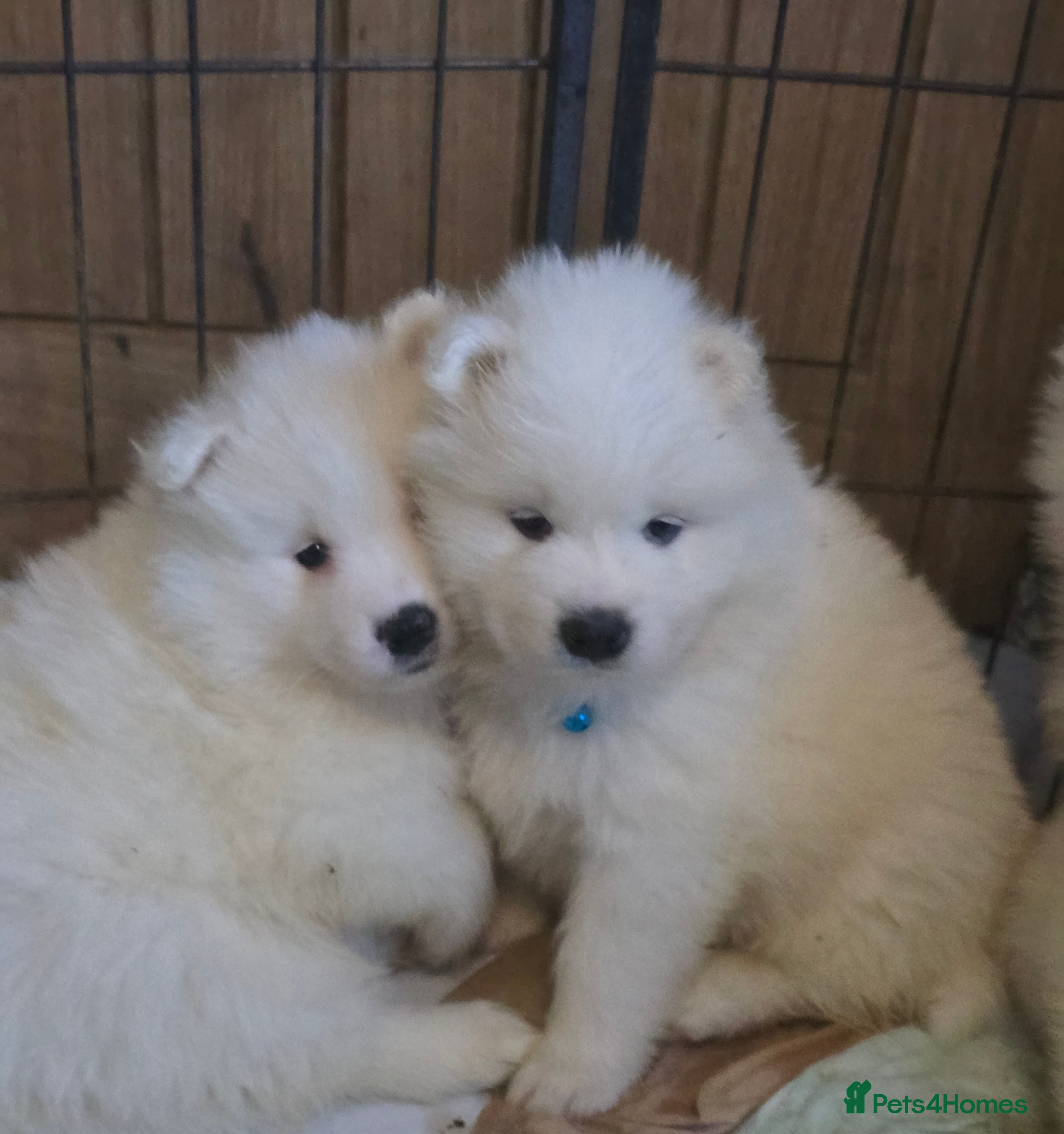 Samoyed dogs Registered samoyed puppies  - Advert 1