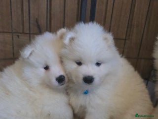 Samoyed dogs Registered samoyed puppies - Advert 1