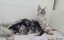 Maine Coon cats for sale: GCCF Registered - Maine Coon Kittens - Image 23