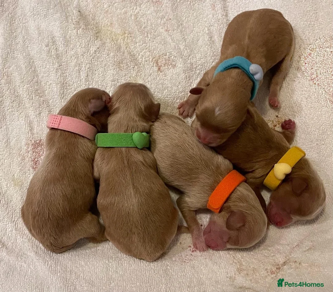 Miniature Poodle dogs for stud: TRUE to type TEDDYCUP poodle for STUD!  in Camberley - Advert 7