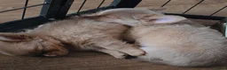 Chihuahua dogs for sale: 4 beauitful chihuahua puppies - Advert 2