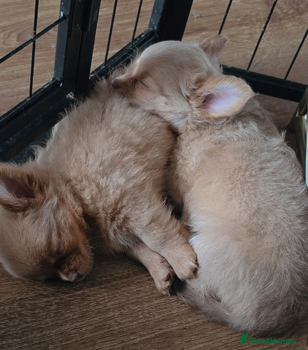 Chihuahua dogs for sale: 4 beauitful chihuahua puppies - Advert 2