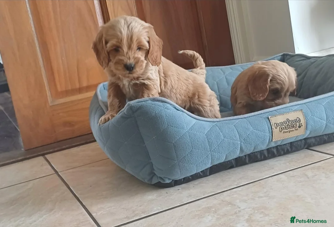 Cockapoo dogs for sale: Miniature cockapoo  in Kilmarnock - Advert 1