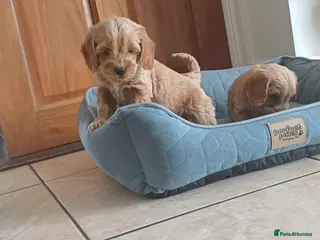 Cockapoo dogs Miniature cockapoo - Advert 1