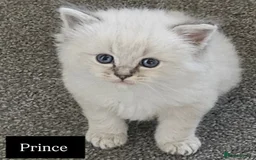Ragdoll cats for sale: Beautiful Gccf registered ragdolls. - Image 12