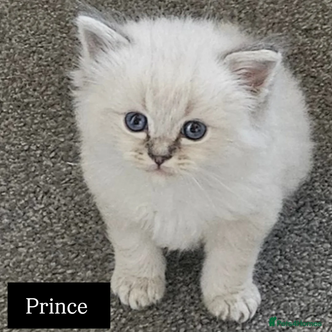 Ragdoll cats for sale: Beautiful Gccf registered ragdolls. - Image 12