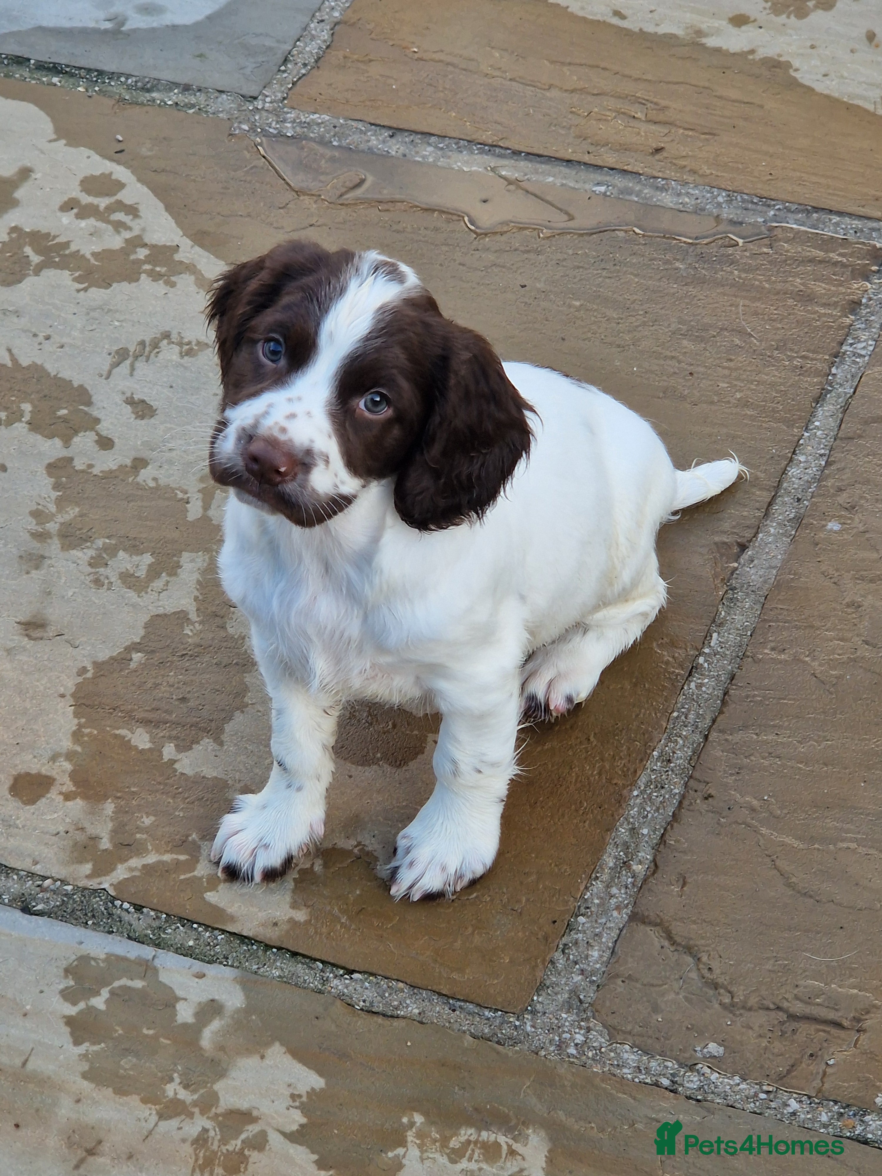 English Springer Spaniel dogs Kc registered working English Springer Spaniel  - Advert 6