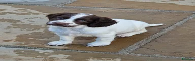 English Springer Spaniel Puppy 3