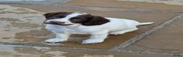 English Springer Spaniel dogs for sale: Kc registered working Springer Spaniel  - Advert 15
