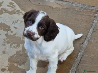 English Springer Spaniel dogs Kc registered working English Springer Spaniel - Advert 6